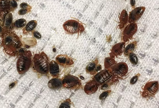 A group of bedbugs in a mattress