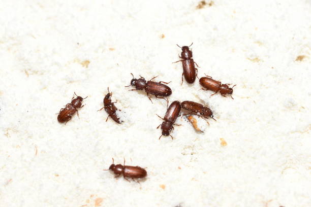 The food pest red flour beetle Tribolium castaneum in wheat flour